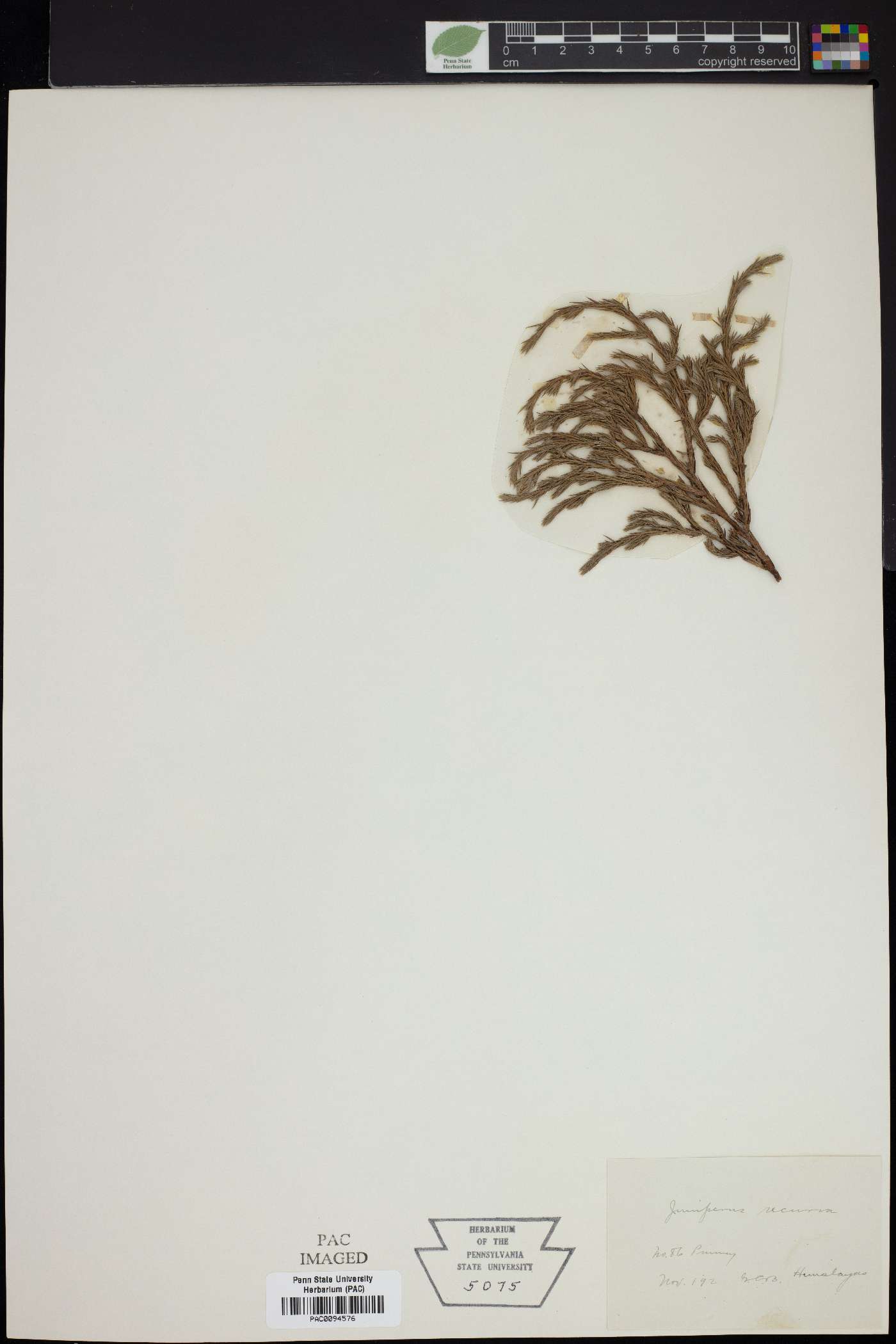Juniperus recurva image