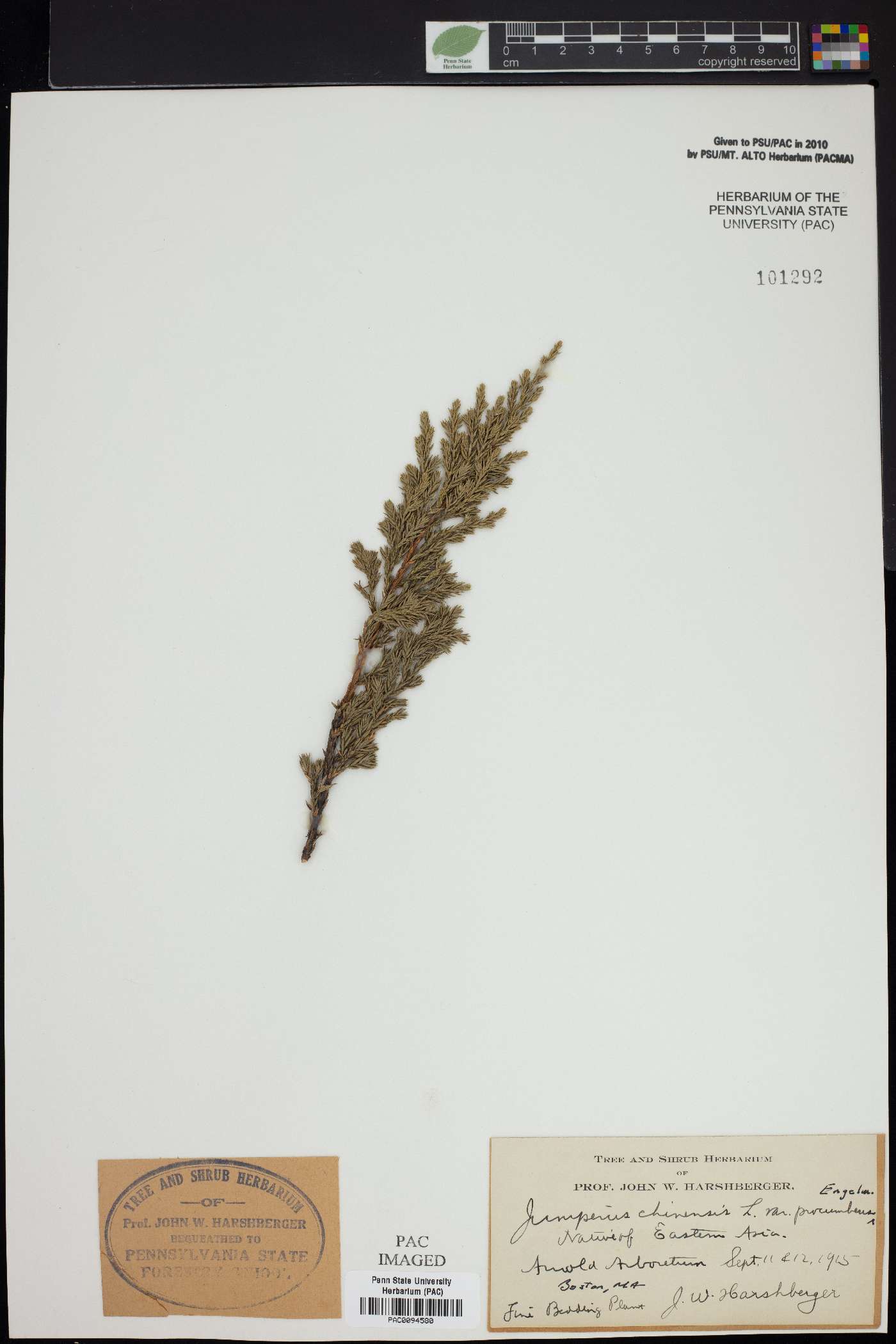 Juniperus procumbens image