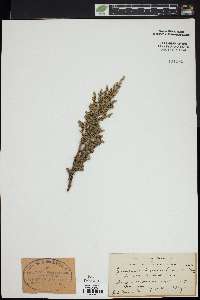 Juniperus procumbens image