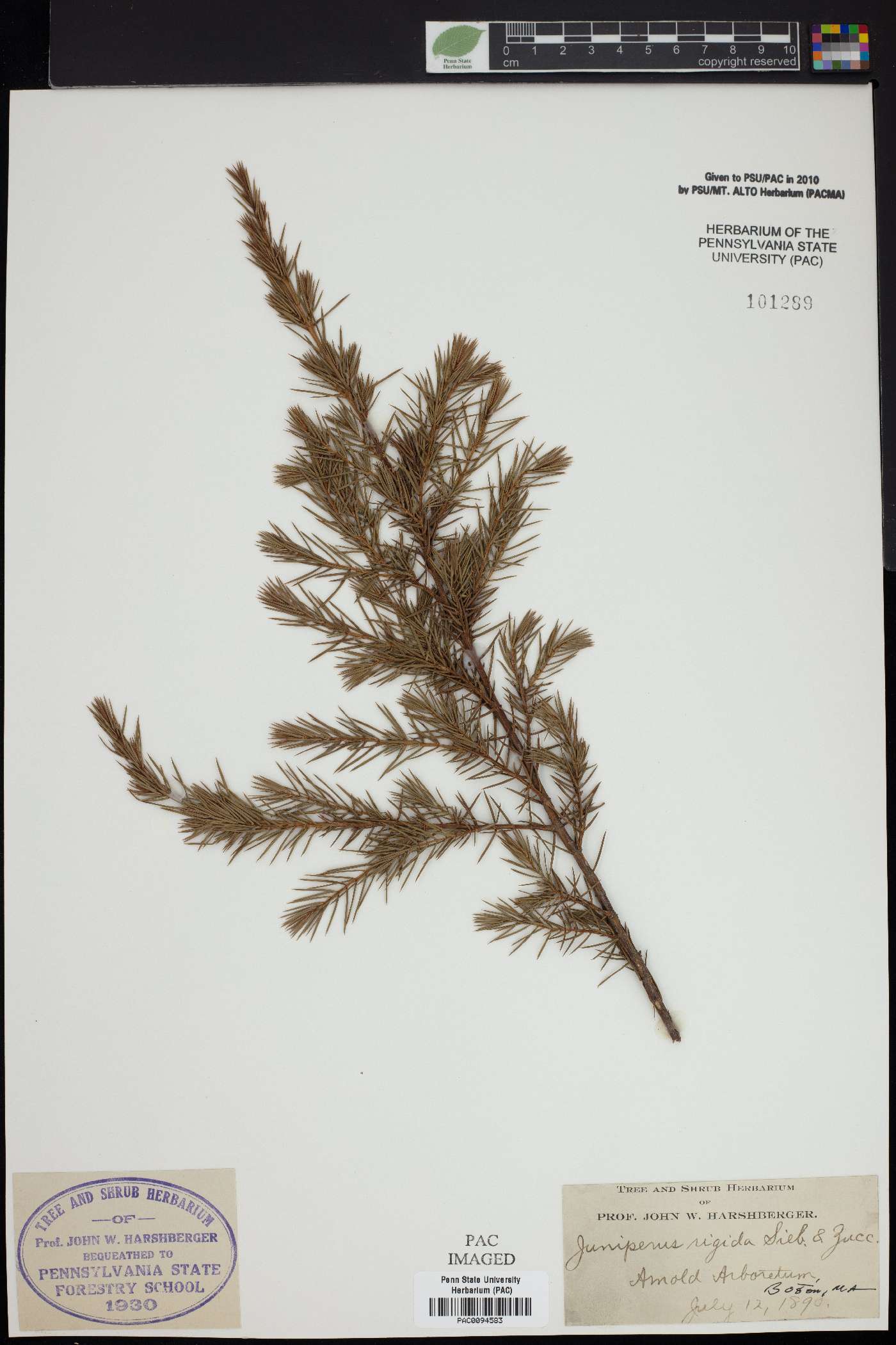 Juniperus rigida image