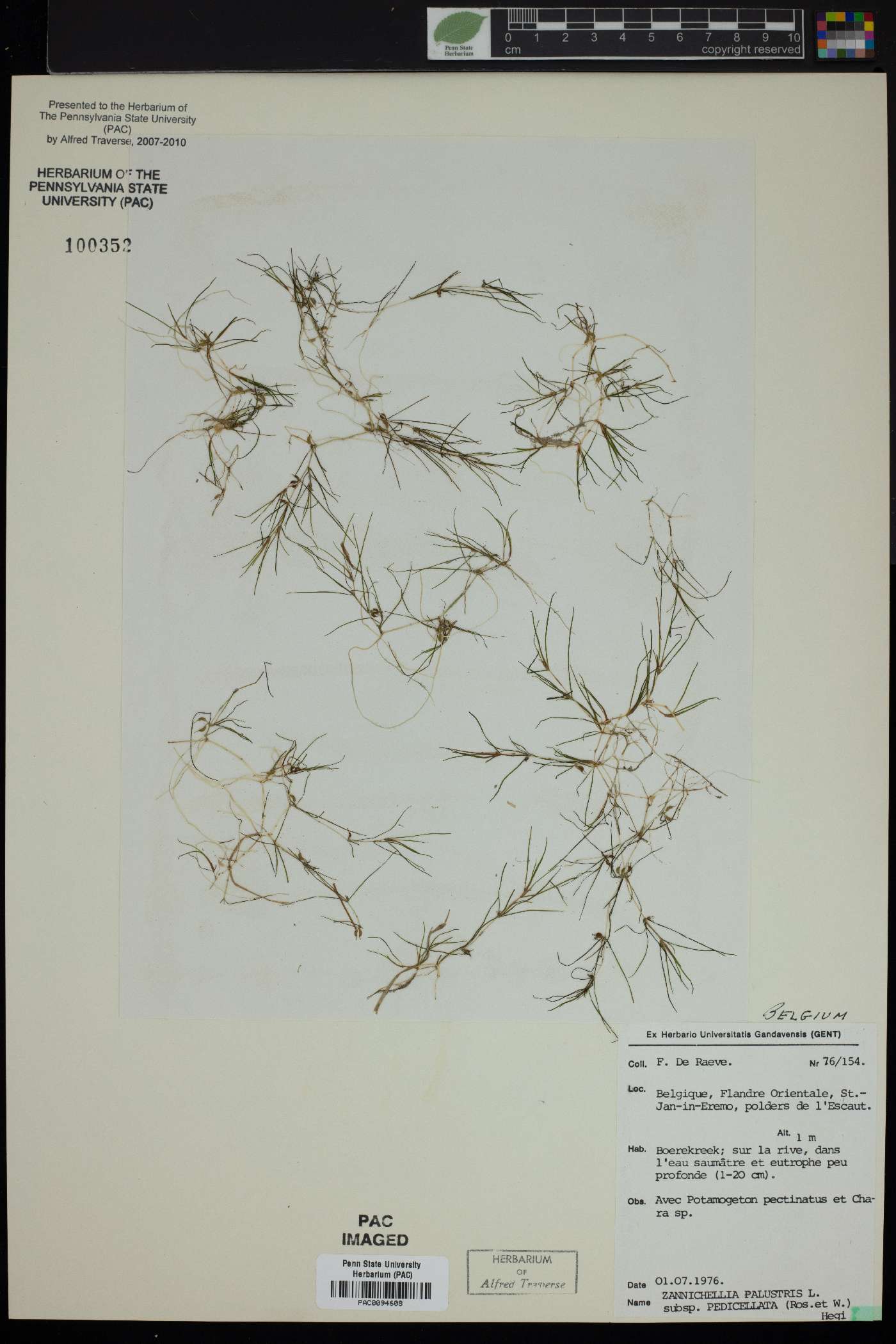 Zannichellia palustris subsp. pedicellata image