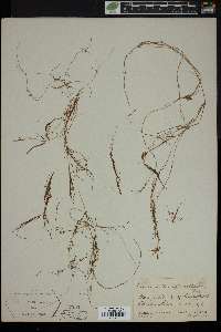 Zannichellia palustris subsp. pedicellata image