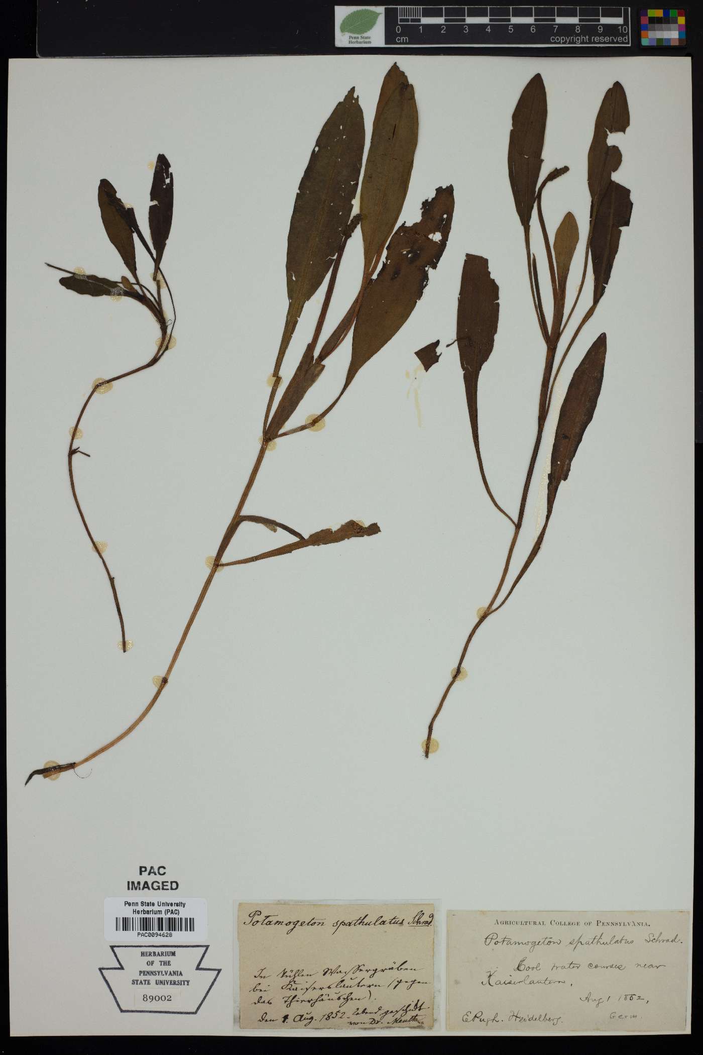 Potamogeton x spathulatus image
