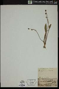 Butomopsis latifolia image