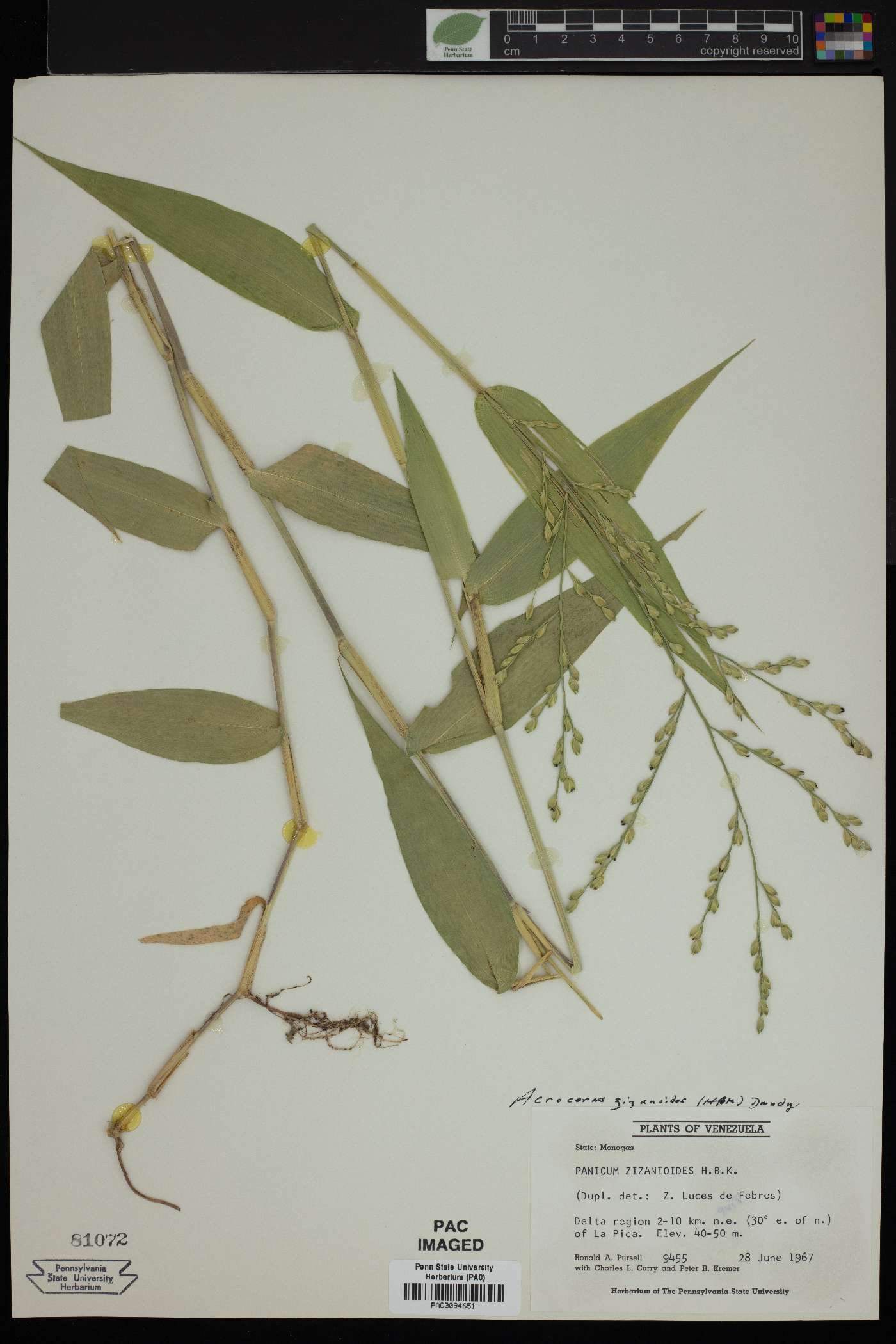 Acroceras zizanioides image