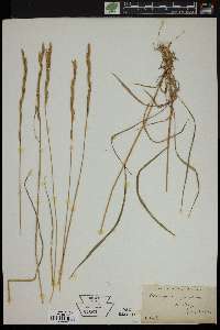 Brachypodium pinnatum image