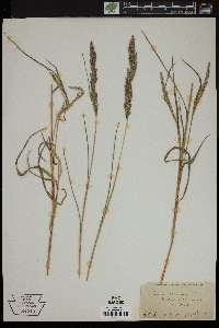 Muhlenbergia mexicana image