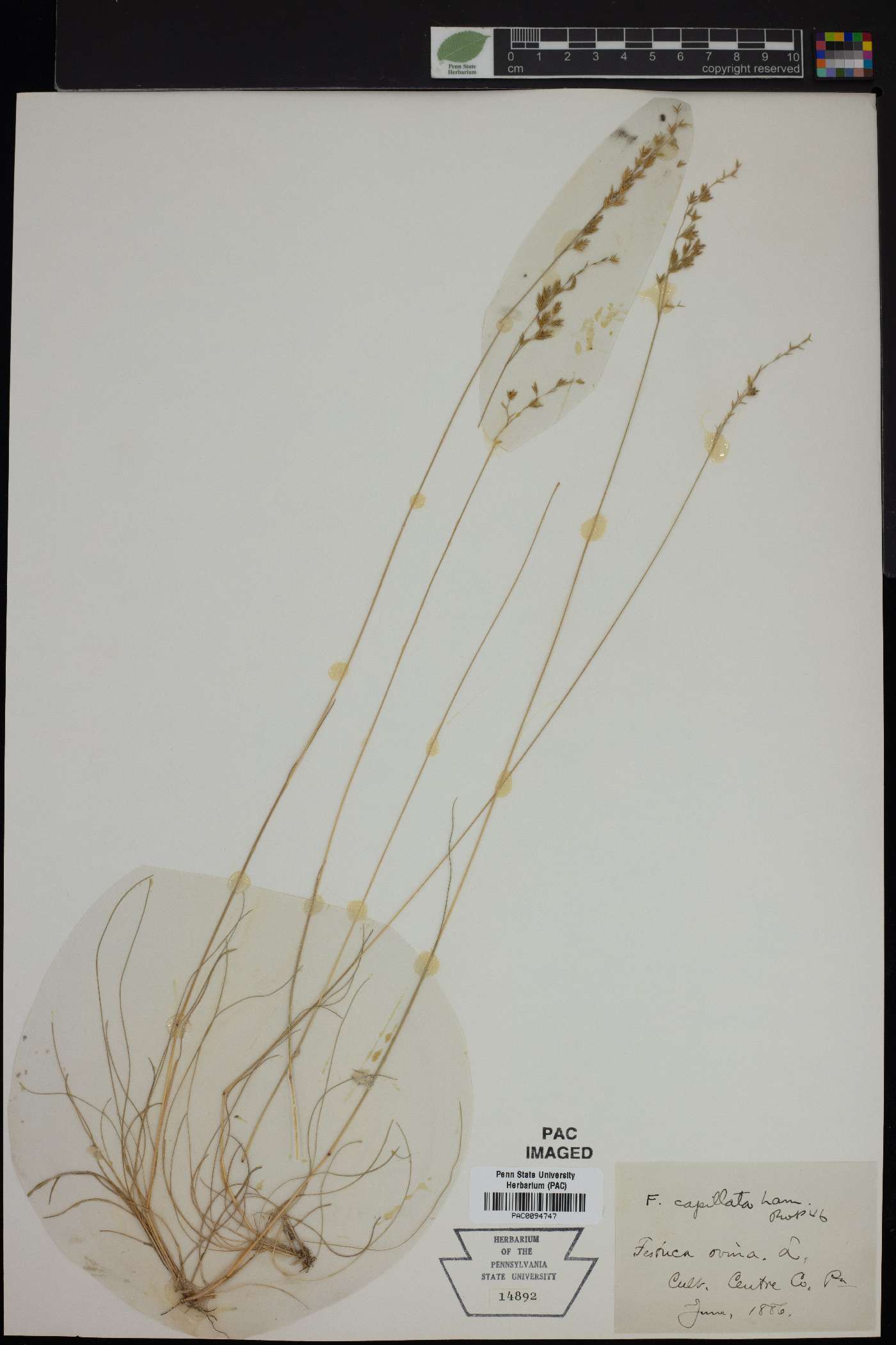 Festuca filiformis image