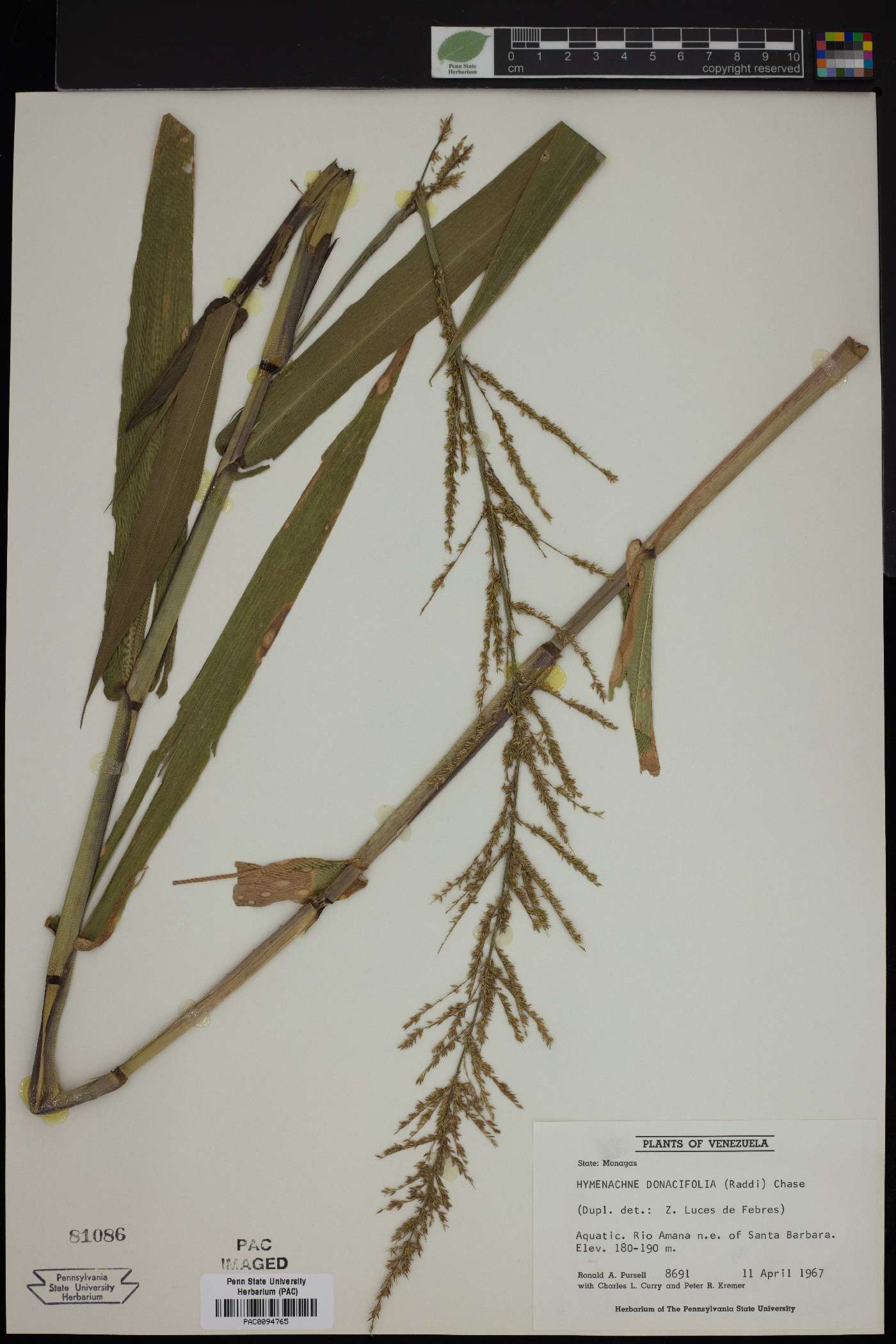 Hymenachne donacifolia image