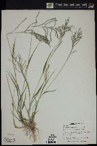 Leptochloa virgata image