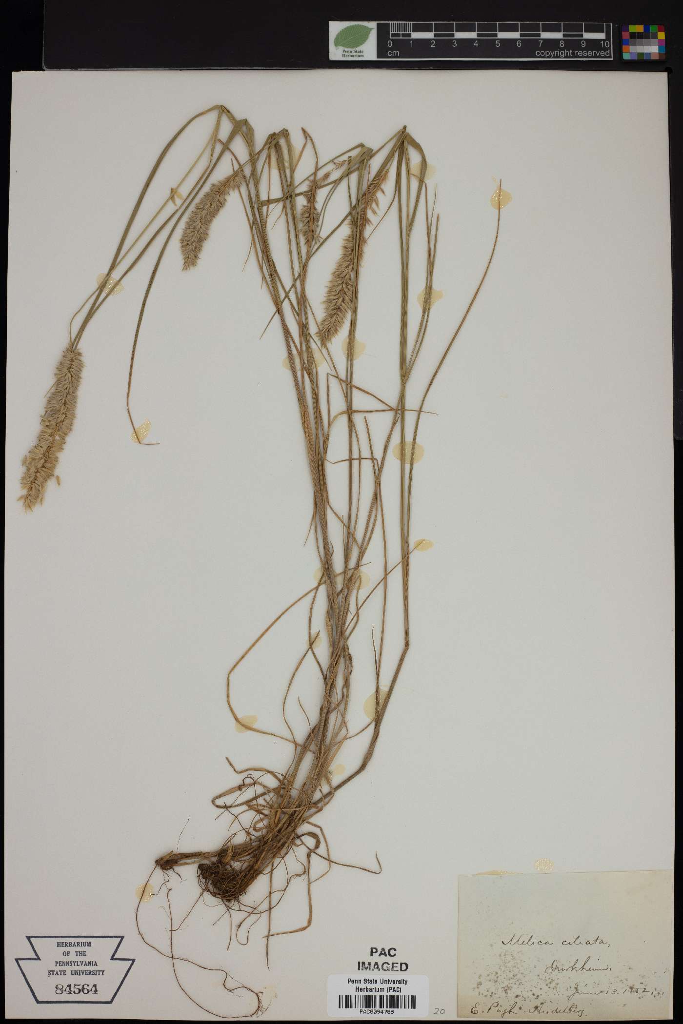 Melica ciliata image