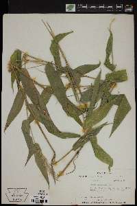 Olyra latifolia image