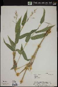 Olyra latifolia image