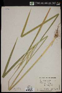 Oryza sativa image