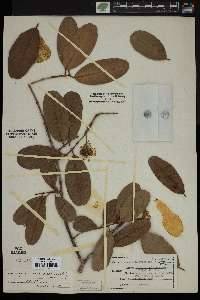 Laguncularia racemosa image