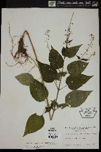 Circaea quadrisulcata image