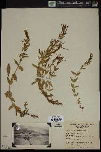 Epilobium clavatum image