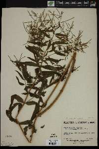 Epilobium ciliatum subsp. glandulosum image