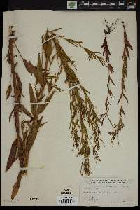 Epilobium ciliatum subsp. glandulosum image