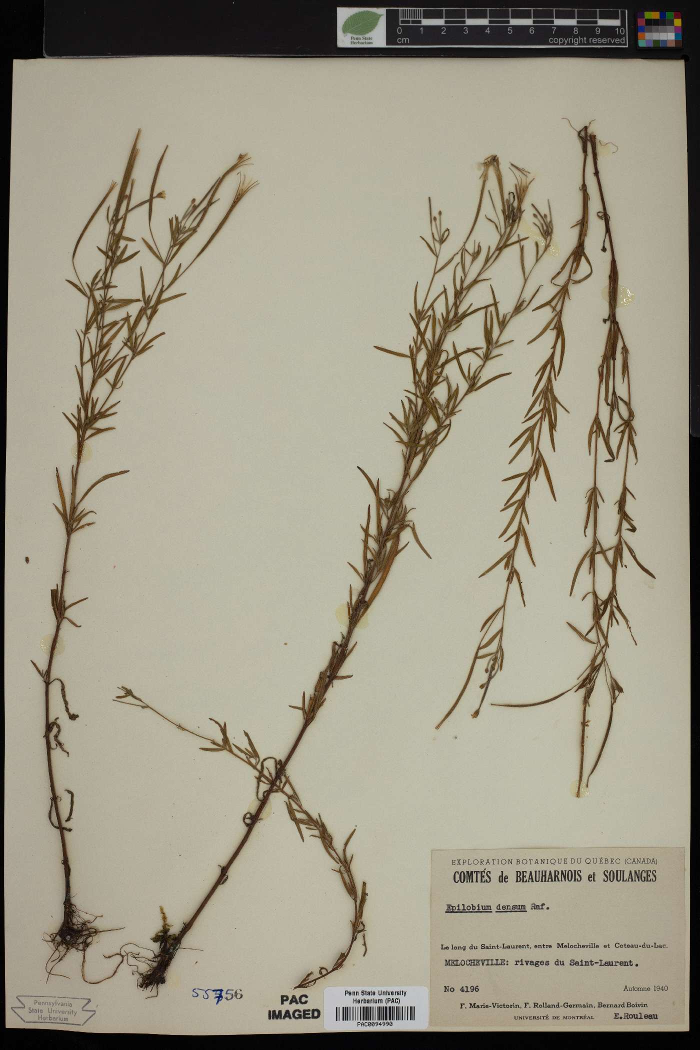 Epilobium densum image