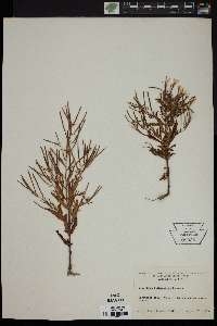 Epilobium ciliatum subsp. glandulosum image