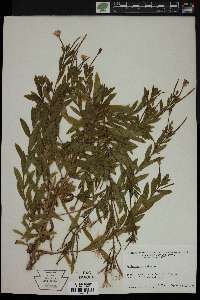 Epilobium hirsutum image