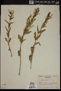 Epilobium lactiflorum image