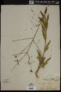 Oenothera filiformis image