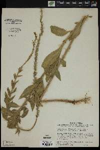 Oenothera curtiflora image