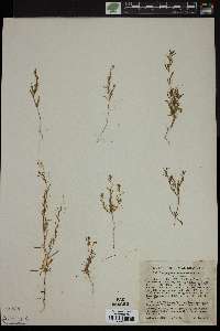 Gayophytum diffusum subsp. parviflorum image