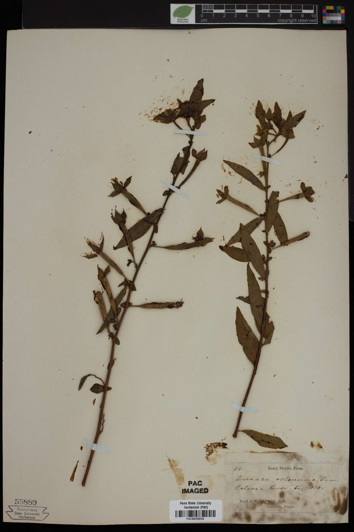 Jussiaea octonervia image