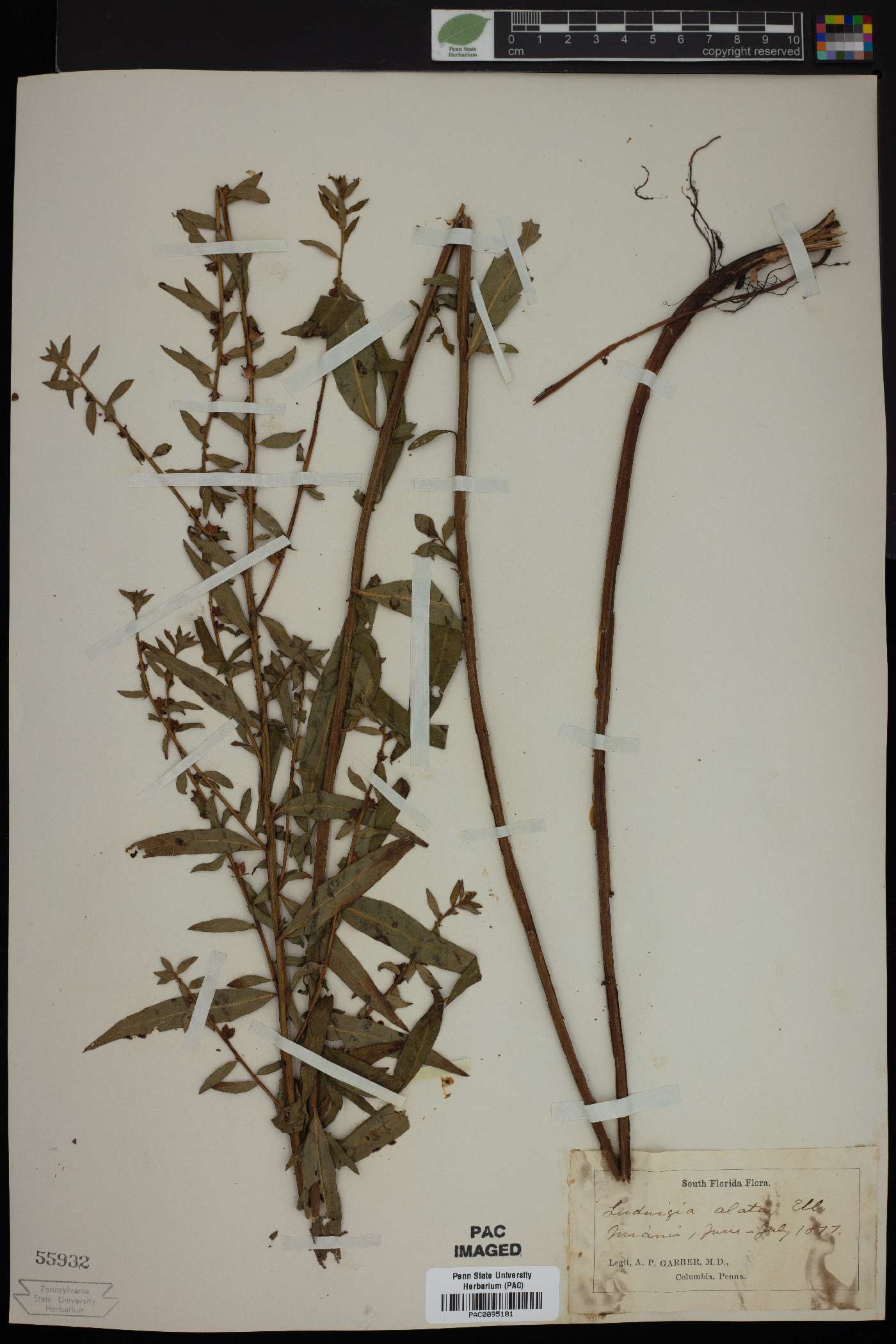 Ludwigia alata image