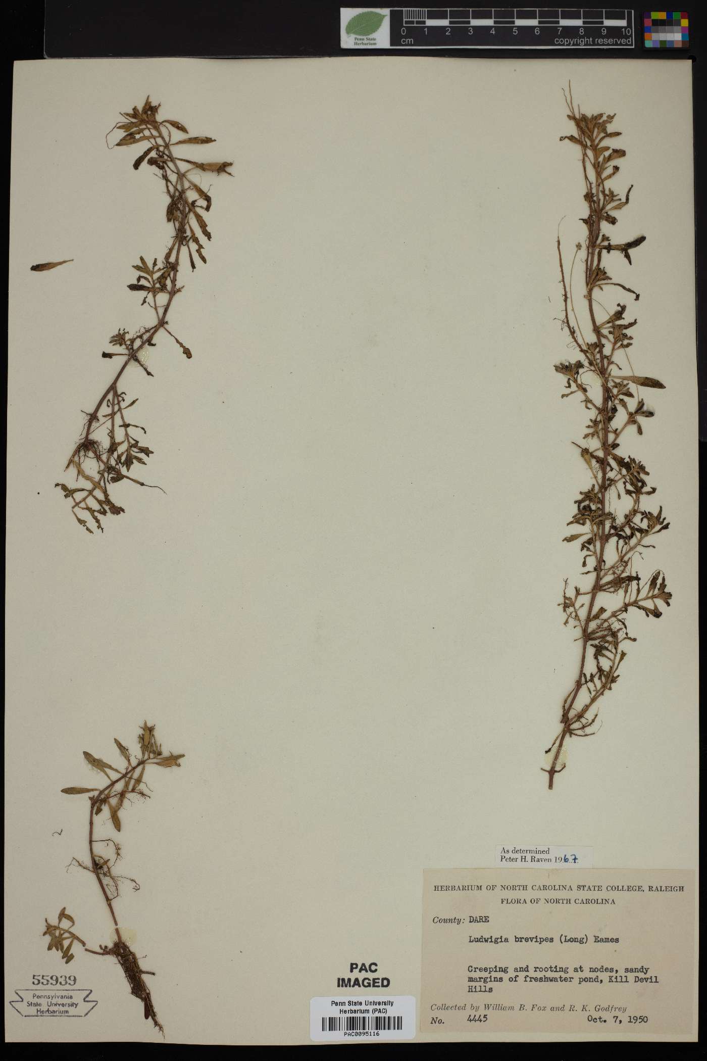 Ludwigia brevipes image