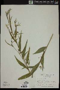 Ludwigia decurrens image