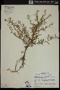 Ludwigia glandulosa image