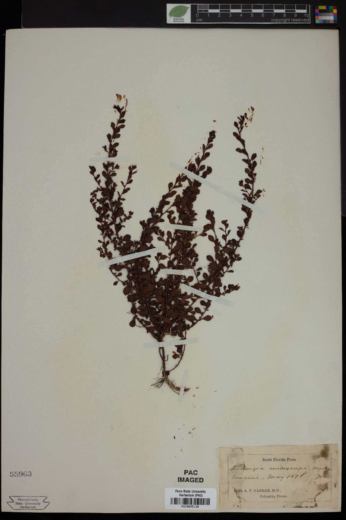 Ludwigia microcarpa image