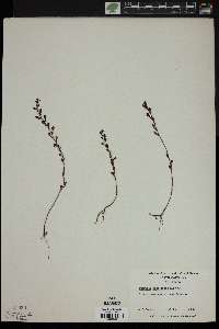 Ludwigia microcarpa image