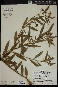 Ludwigia octovalvis image