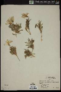 Oenothera albicaulis image