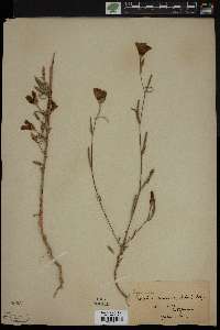 Clarkia amoena subsp. amoena image