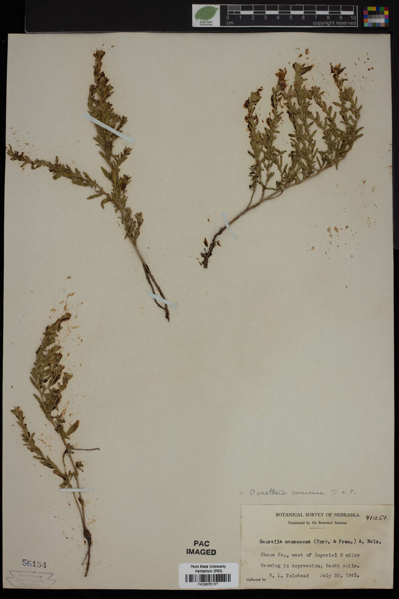 Oenothera canescens image