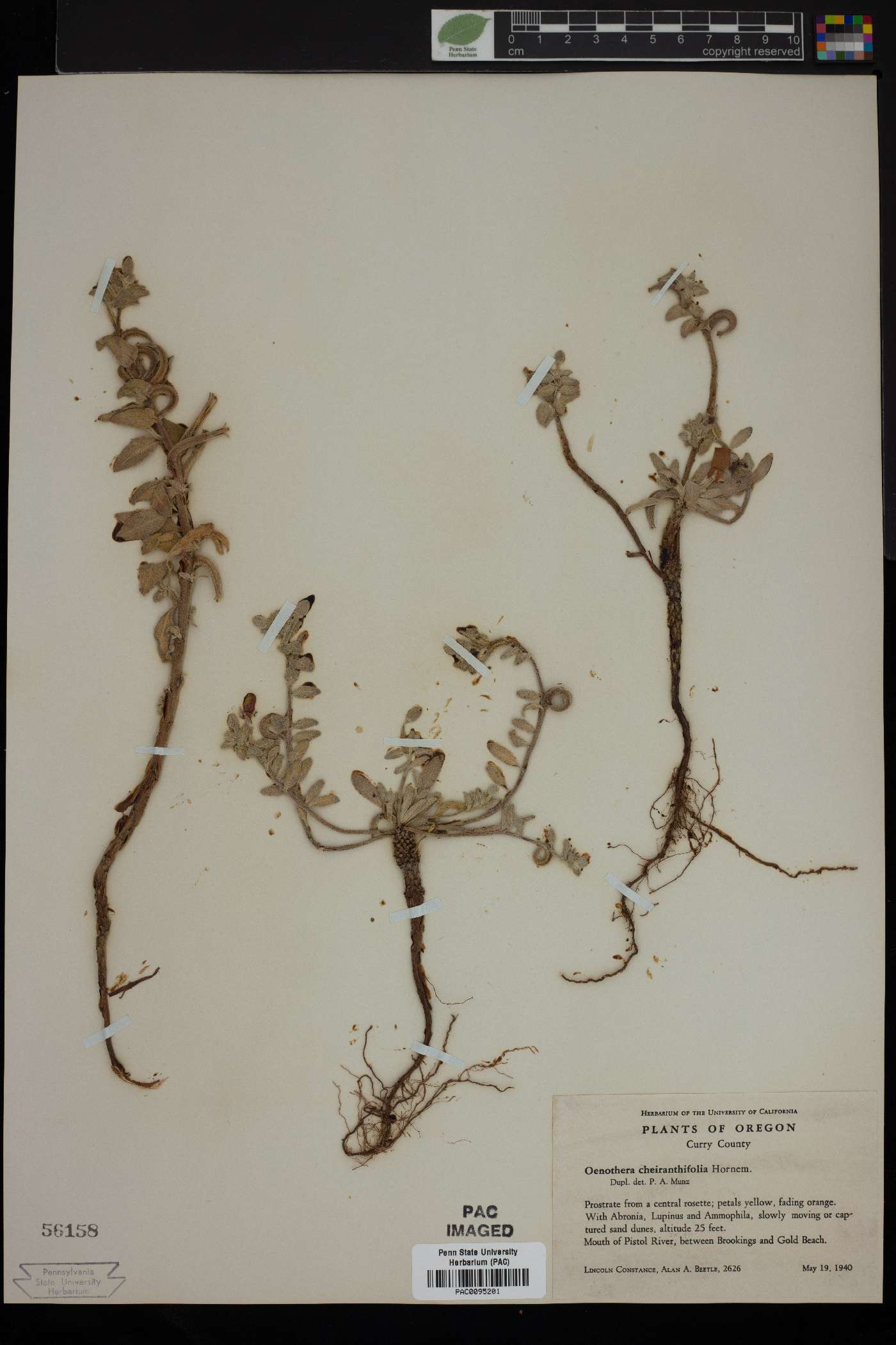 Oenothera cheiranthifolia image