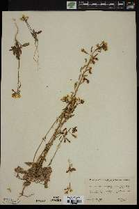 Oenothera clavaeformis image