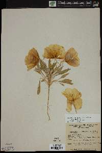 Oenothera deltoides image