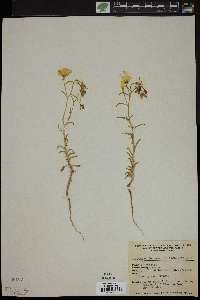 Camissonia campestris image