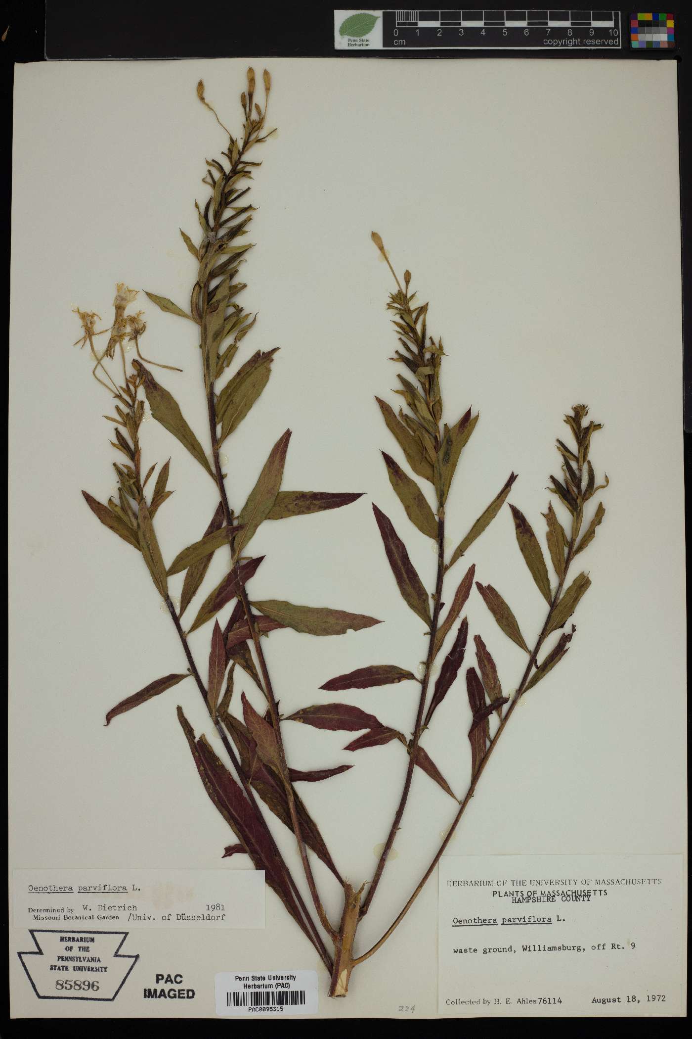 Oenothera parviflora image