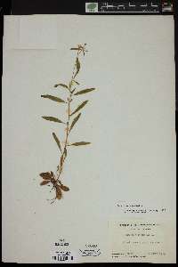 Oenothera perennis image