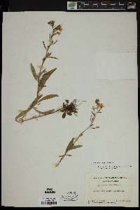 Oenothera perennis image