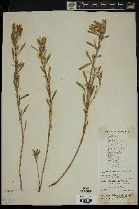 Oenothera serrulata image