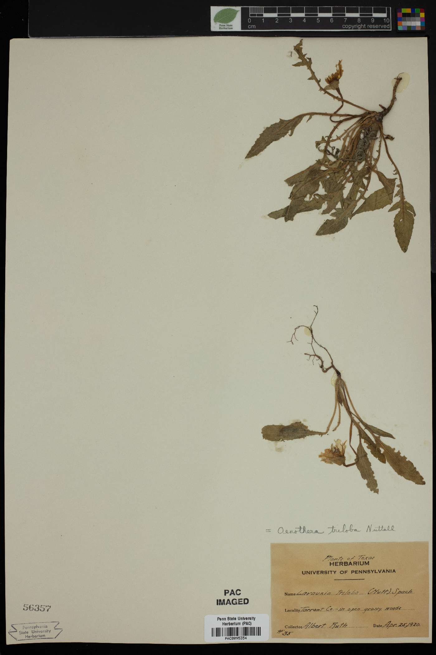 Oenothera triloba image